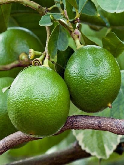 Bergomat Fidanı +150 cm ve Üzeri