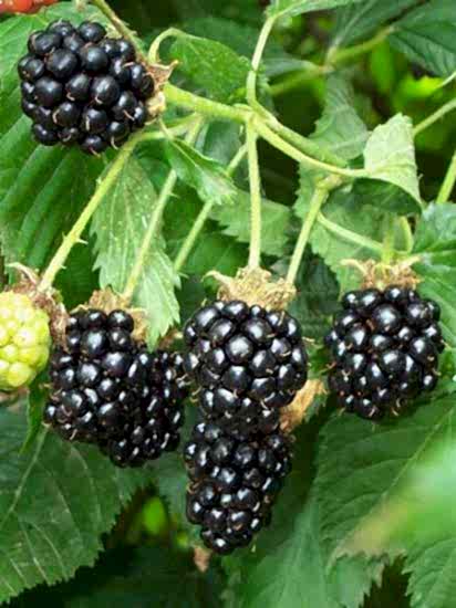 Böğürtlen Fidanı Rubus fruticosus Chester Thornless 