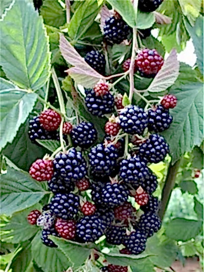 Bursa 1 Böğürtlen Fidanı Rubus fruticosus  