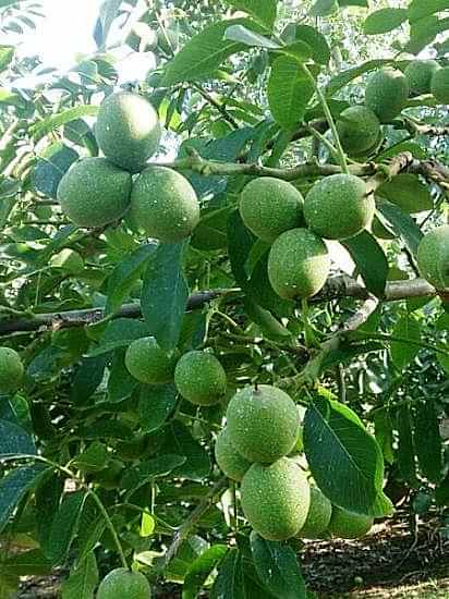 Chandler Ceviz Fidanı +150 cm ve üzeri