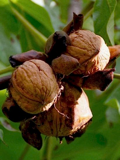 Fernor Ceviz Fidanı +170 cm ve üzeri