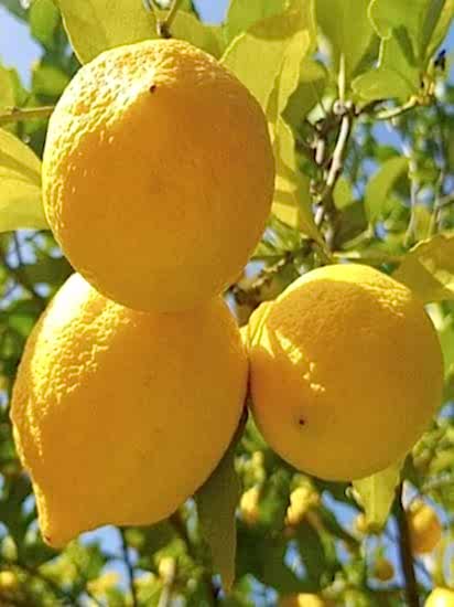 7-8 Yaş Bol Meyveli Saksılı Büyük Yaş Limon Ağacı