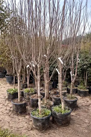 Muşmula (döngel) Fidanı +150 cm ve üzeri