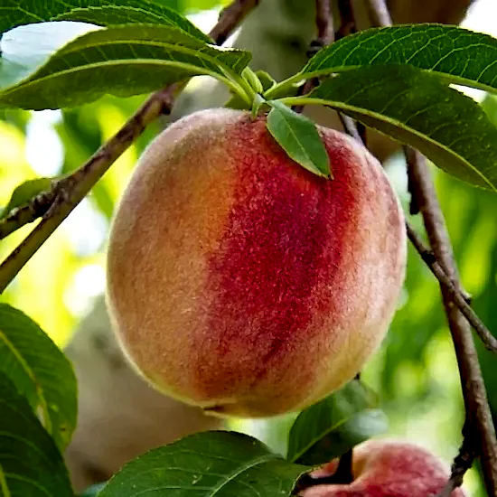 Dixired Şeftali Fidanı 3-4 Yaş Saksılı 