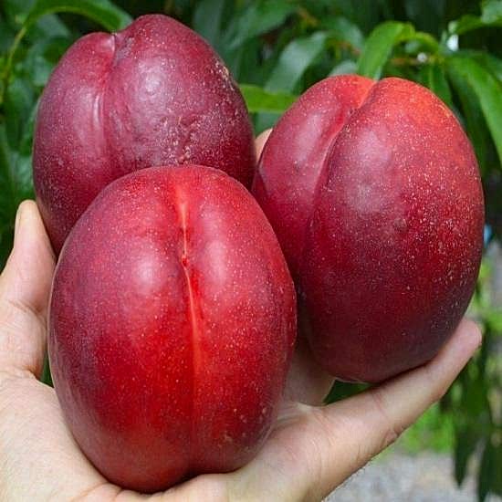 Tüplü Yarı Bodur Double Red İri Meyveli Nektarin
