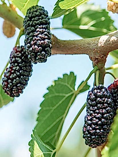 Dut Fidanı AVUSTURALYA  +170 cm ve üzeri saksılı 9 Yaş