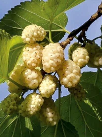 Erzurum (Tortum) Dut Fidanı 9-10 Yaş +180 cm ve üzeri