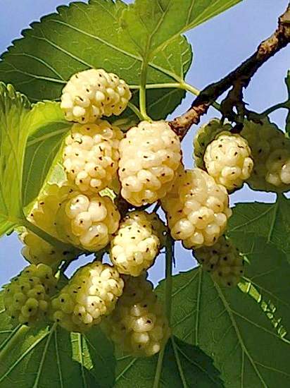 Beyaz Dut Fidanı +180 cm 4 Yaş 