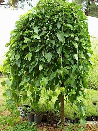 Ters Dut (Paraşüt) Fidanı +200 cm ve üzeri