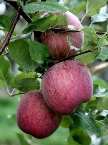 Arap Kızı Elma Fidanı +170 cm ve üzeri torbalı