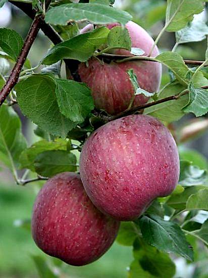 Arap Kızı Elma Fidanı +170 cm ve üzeri saksı