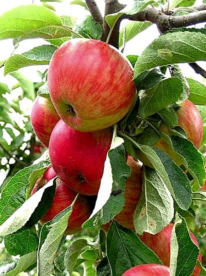 Erkenci Kırmzı Elma Fidanı aşılı +150cm ve üzeri