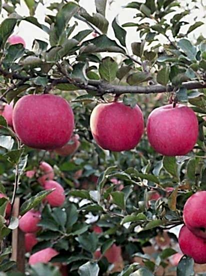 Fuji Kiku Elma Fidanı +170 cm ve üzeri