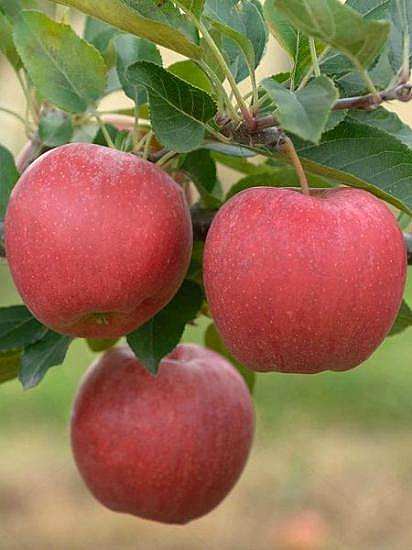 Galaxy Gala Elma Fidanı +170 cm torbalı