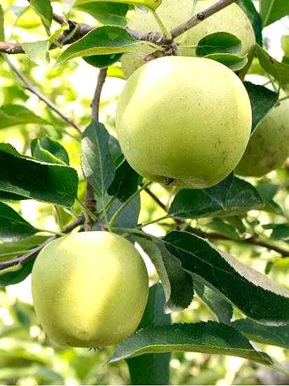 Golden Delicious +170 cm Torbalı Elma Fidanı