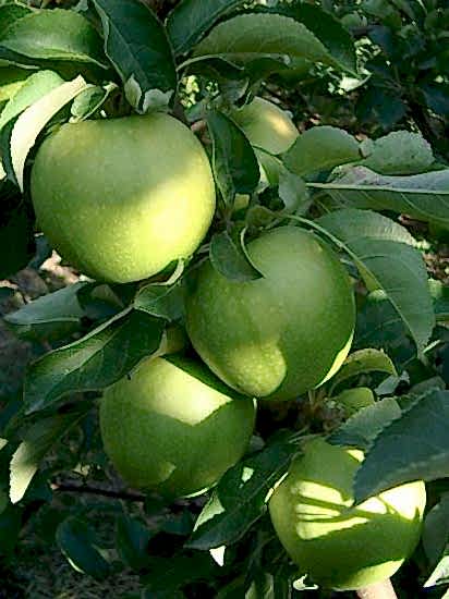 Granny Smith Elma Fidanı +150 cm ve üzeri Torbalı