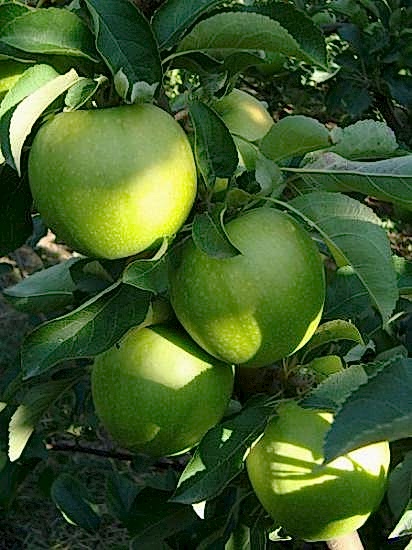 Granny Smith Elma Fidanı +170 cm ve üzeri saksılı 4 yaş