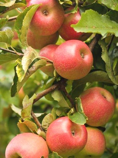 Elma fidanı Aşılı Gümüşhane +150 cm ve üzeri