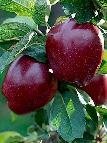 JOREMİNİ Elma fidanı aşılı +150cm ve üzeri saksılı