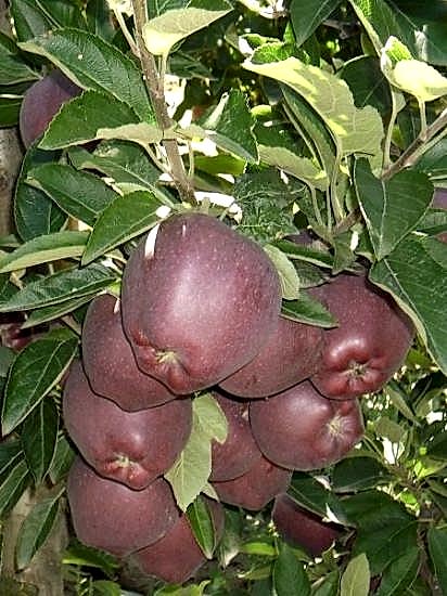 Scarlet Spur Elma Fidanı +150 cm Torbalı