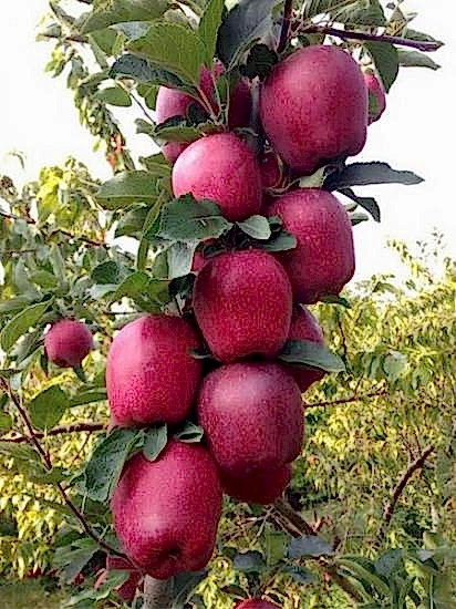 Starking Delicious +170 cm ve üzeri Torbalı Elma Fidanı