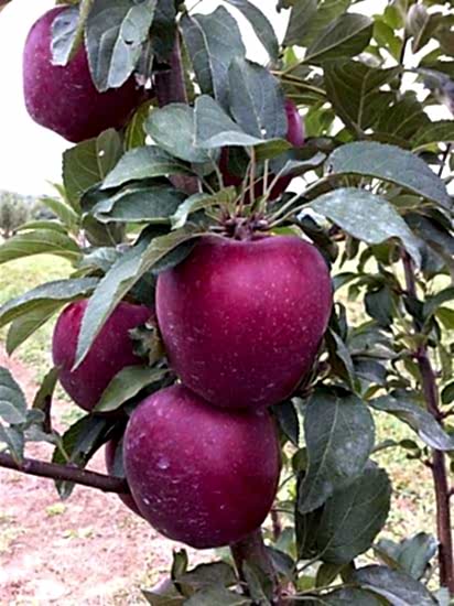 Starkrimson Elma Fidanı +170 cm ve üzeri torbalı