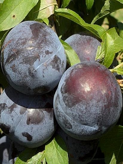 Angeleno Erik Fidanı 