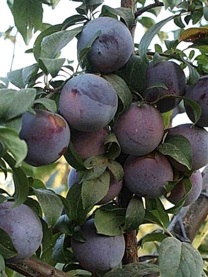 Black Amber Erik Fidanı , 150 cm üzeri