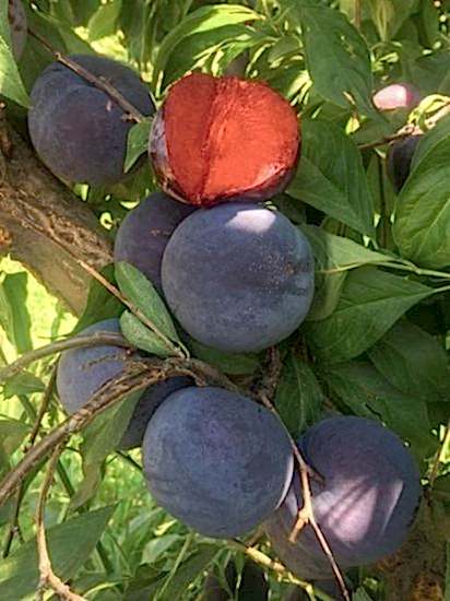 Black Splendor Erik Fidanı , +170 cm üzeri saksılı 5-6 yaş