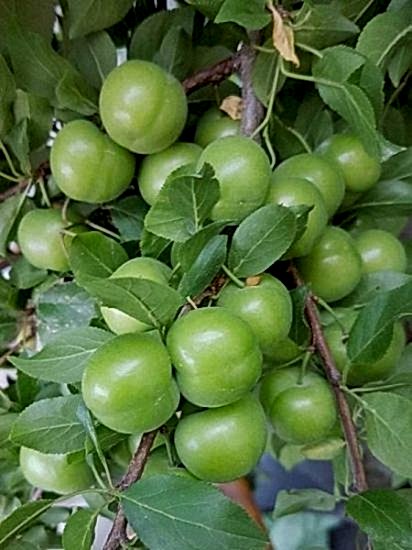 Can Erik Fidanı , +170 cm üzeri sakıslı 4 yaş