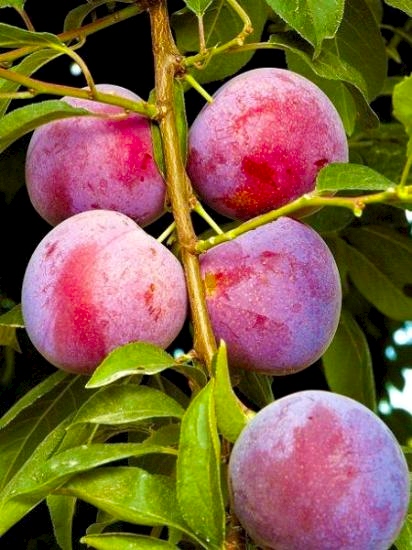 Formasa Erik Fidanı , +150 cm üzeri