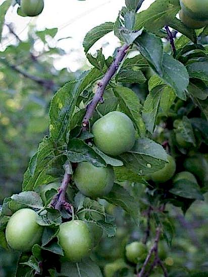 Papaz Erik Fidanı , +170 cm üzeri saksılı 4  yaş