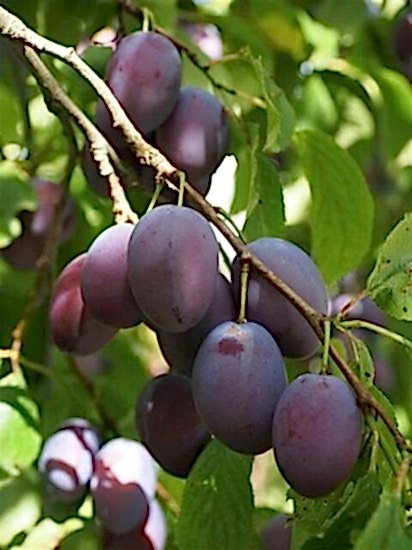Prisident Erik Fidanı , +170 cm üzeri saksılı 5-6 yaş
