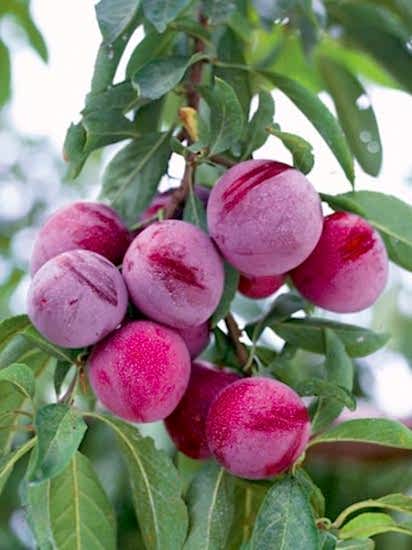 Santa Rosa aşılı erık fidanı +160cm ve üzeri