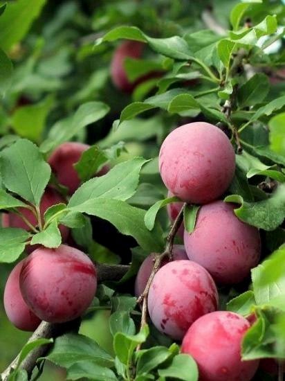 Erif fidanı aşılı  show time +160 cm ve üzeri