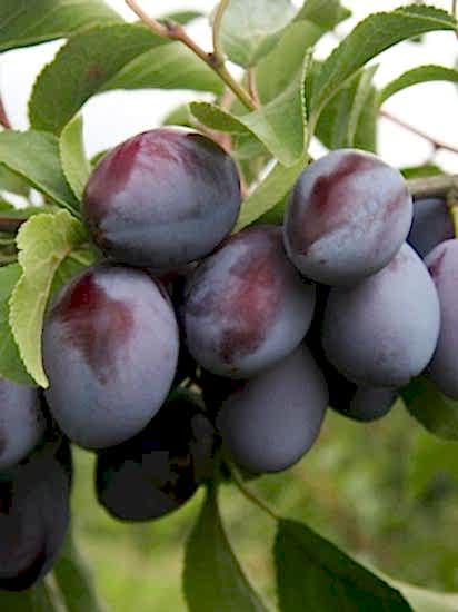 Stanley Erik Fidanı , +150 cm üzeri