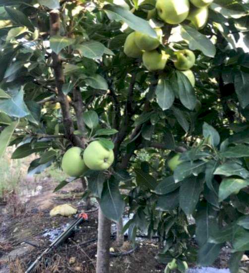 Yetişkin Golden Delicious Elma Ağacı
