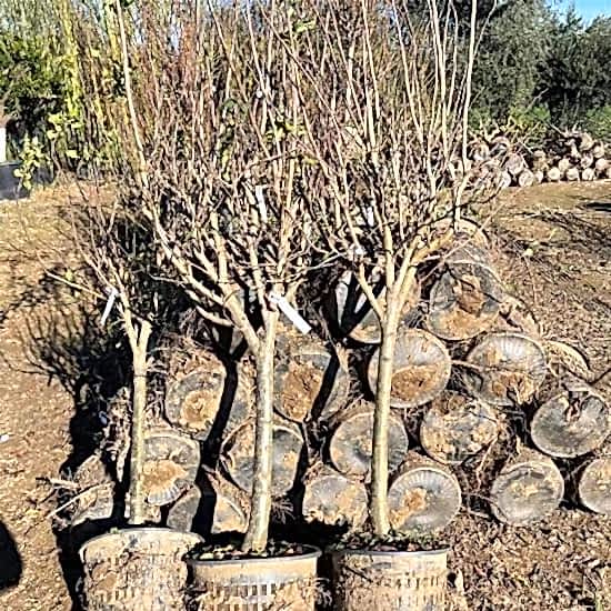 Yetişkin Galaxy Gala Elma ağacı