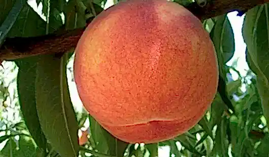 Glohaven Şeftali Fidanı 3-4 Yaş Saksılı 