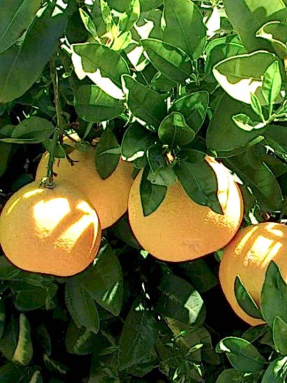 Greyfurt Fidanı ,Saksılı +150 cm ve üzeri 4 Yaş