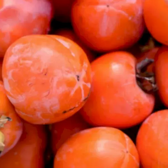 Fuyu Trabzon Hurması +200cm saksılı