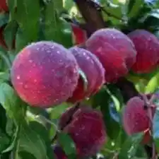 Elegant Lady Şeftali Fidanı 3-4 Yaş Saksılı