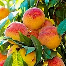 Red Haven Şeftali Fidanı 3-4 Yaş Saksılı