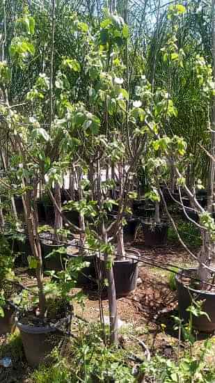 Rootball Yetişkin Eşme Ağacı 