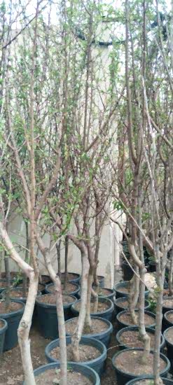 Yetişkin İri Meyveli Nektarin Ağacı