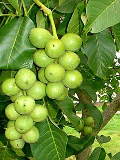 Yetişkin Chandler Ceviz Ağacı 