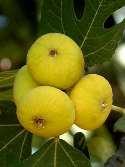 4 Yaş Aydın Sarı Lop İncir Fidanı