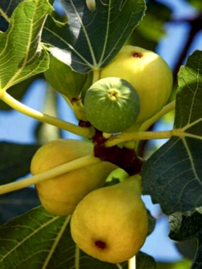 Bardakcık İncir Fidanı +150 cm ve Üzeri