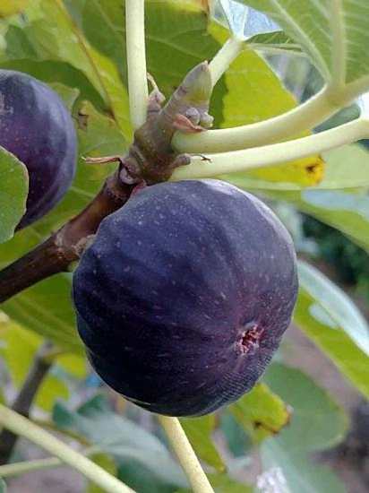 Dürdane Siyah Bursa İnciri +150 cm ve üzeri