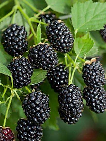 Jumbo İri Meyveli Böğürtlen Fidanı